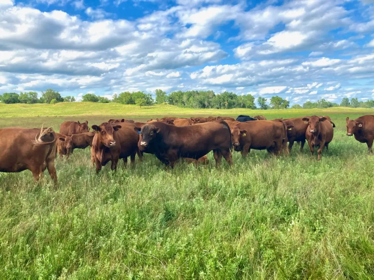 Green Pasture full of Red Angus Cows and Bulls