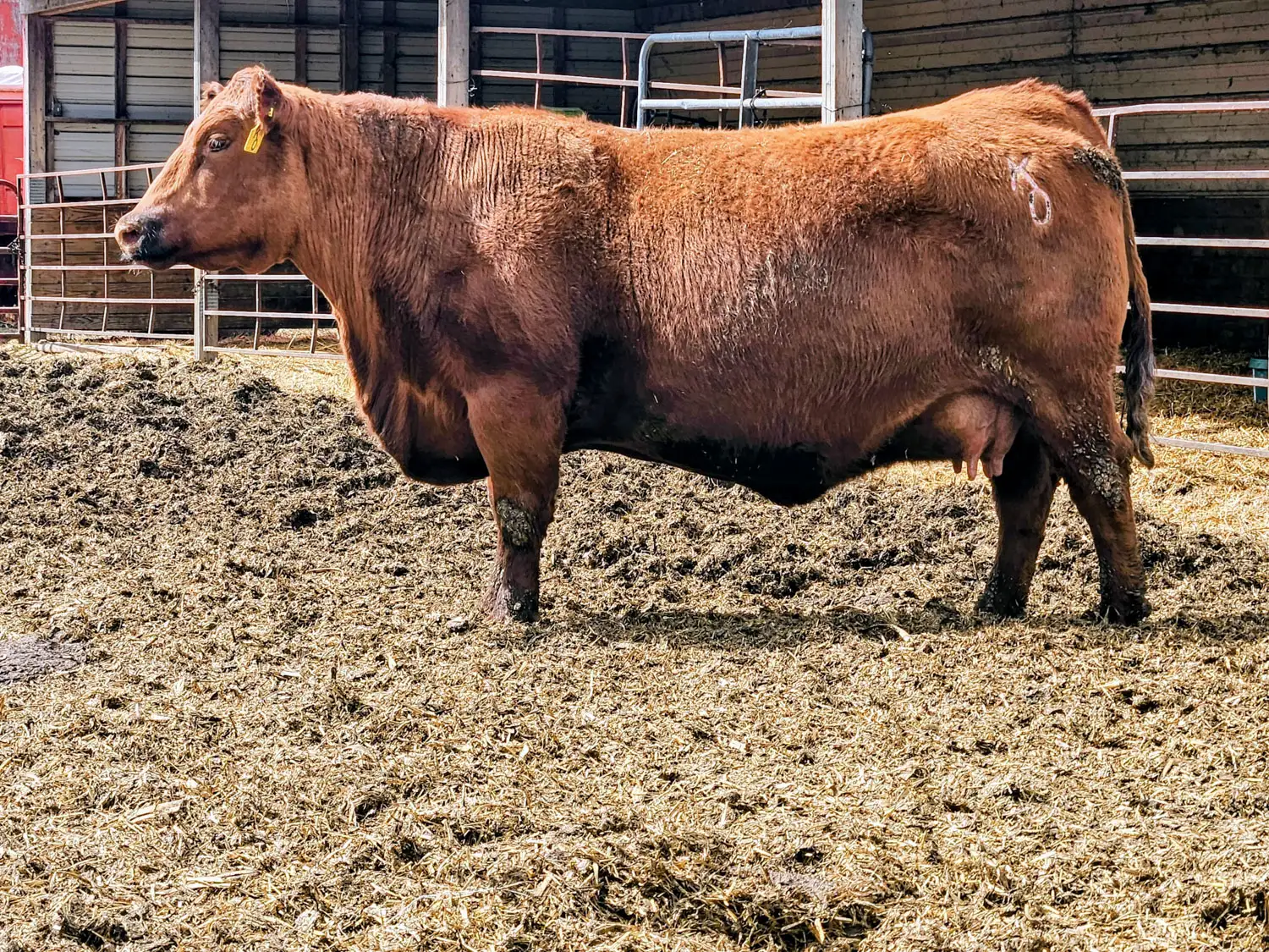 Side shot of a Red Angus bull standing in a pasture