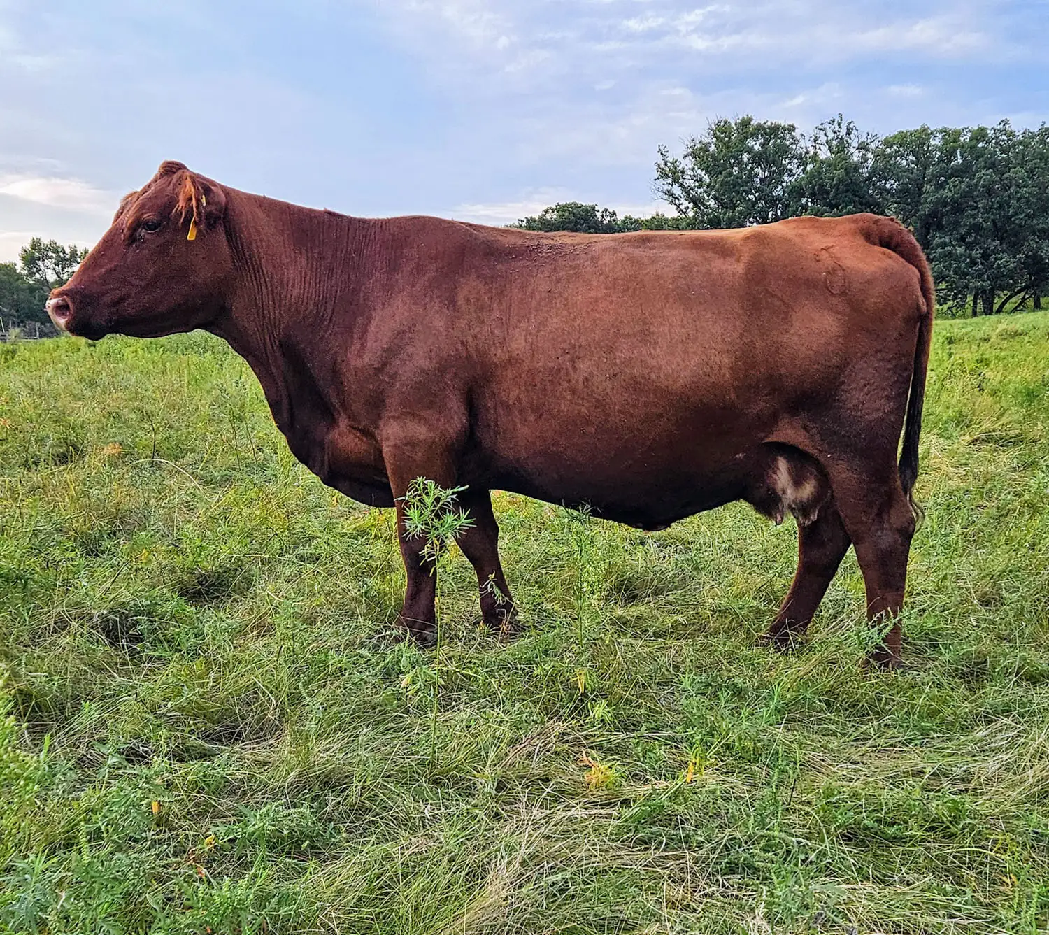 Red angus bull standing in a field