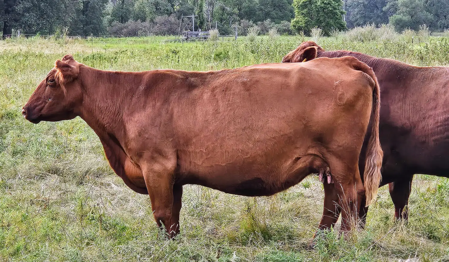 Red angus bull standing in a field